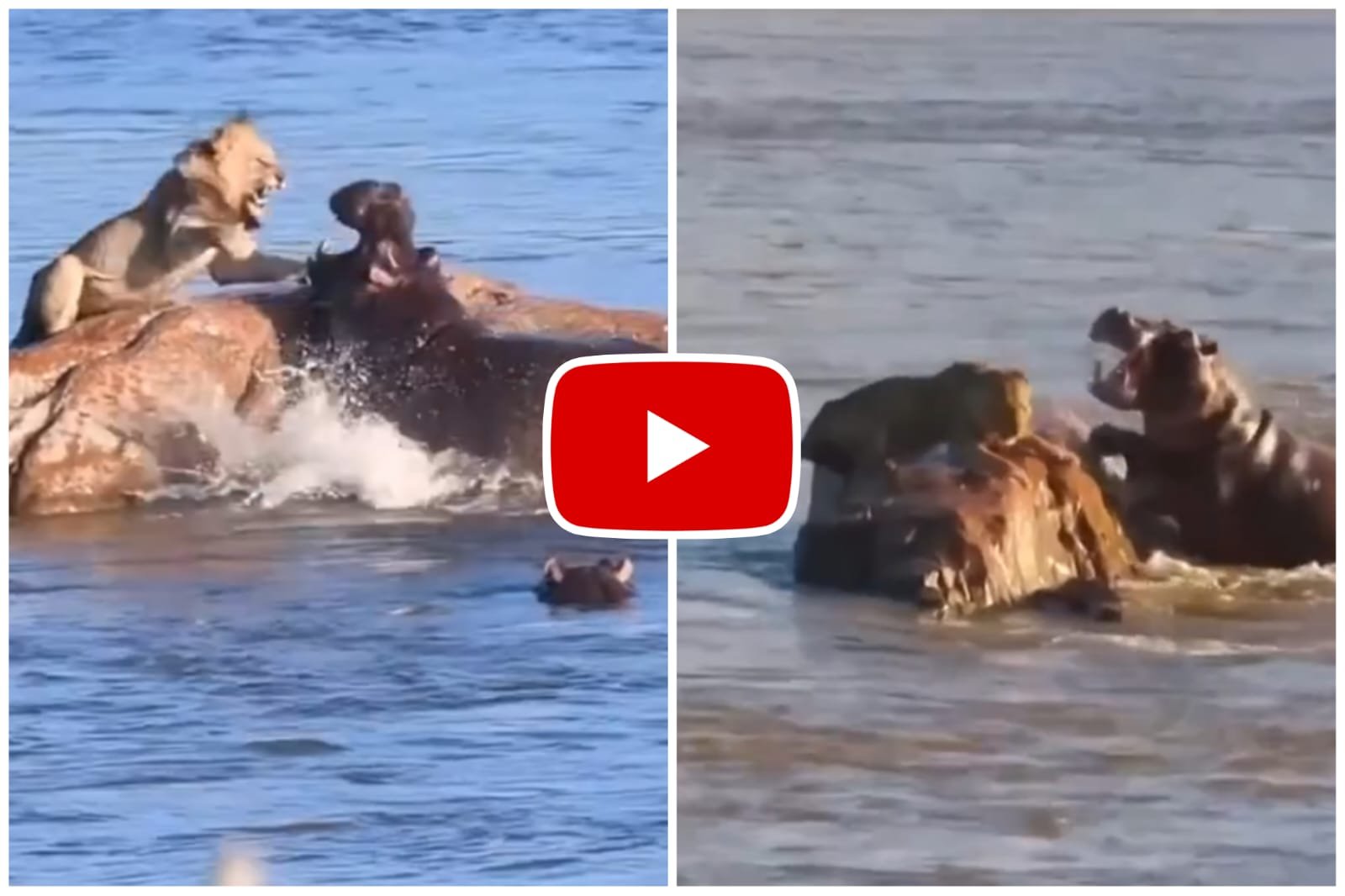 Hippo Aur Sher Ka Video - The king of the jungle showed arrogance in front of the water monster.