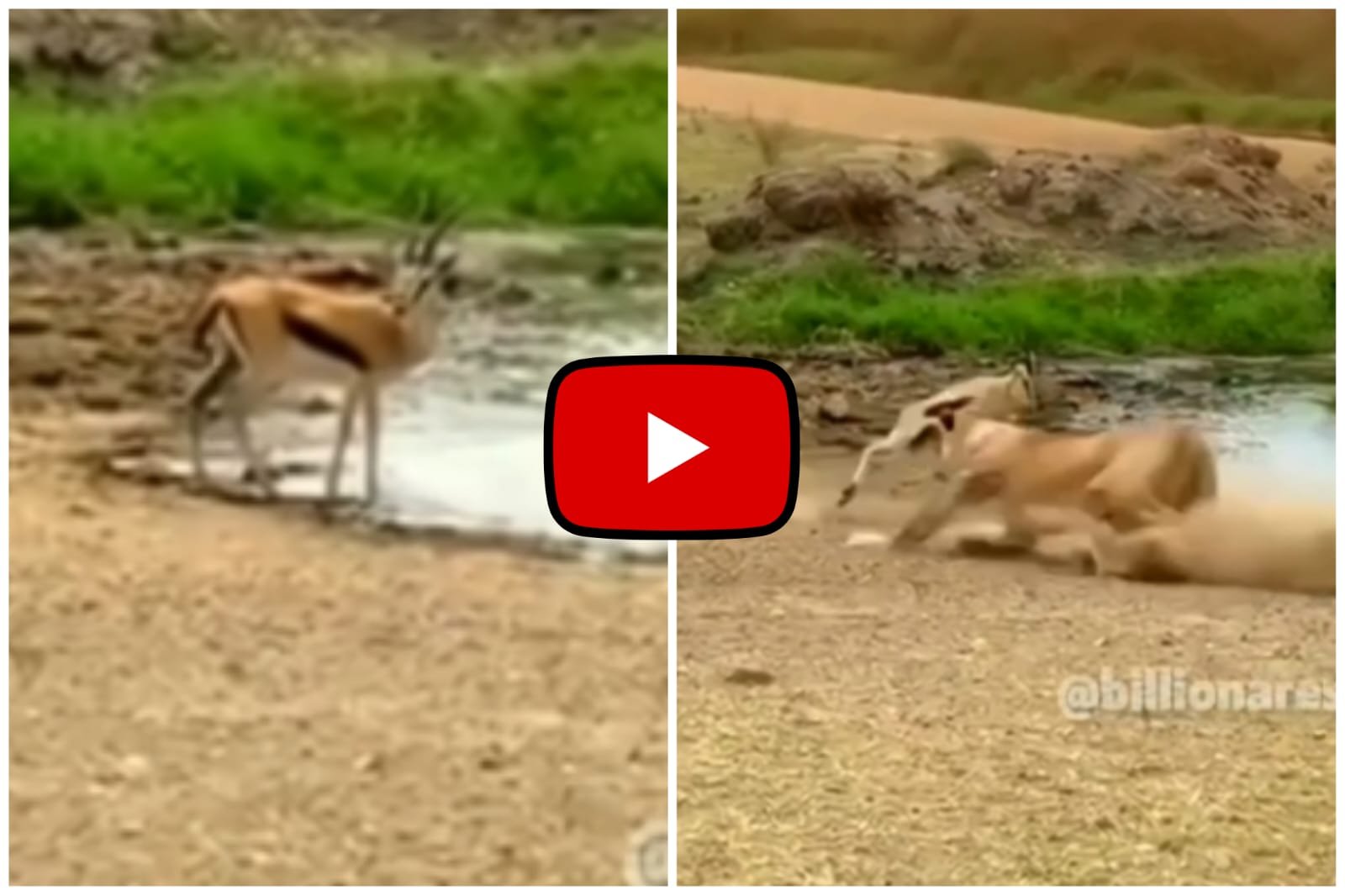 Deer and Lion Ka Video - The lion came to attack the deer drinking water at the speed of a bullet.