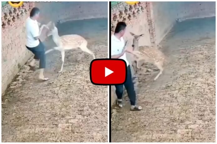 Hiran Ka Viral Video - Man beaten badly by deer