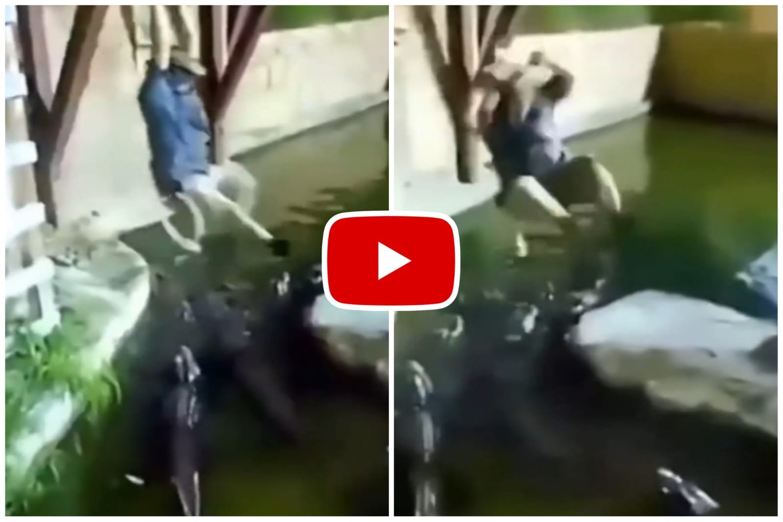 Magarmach Ka Video - Man fell in Magarmach while swinging