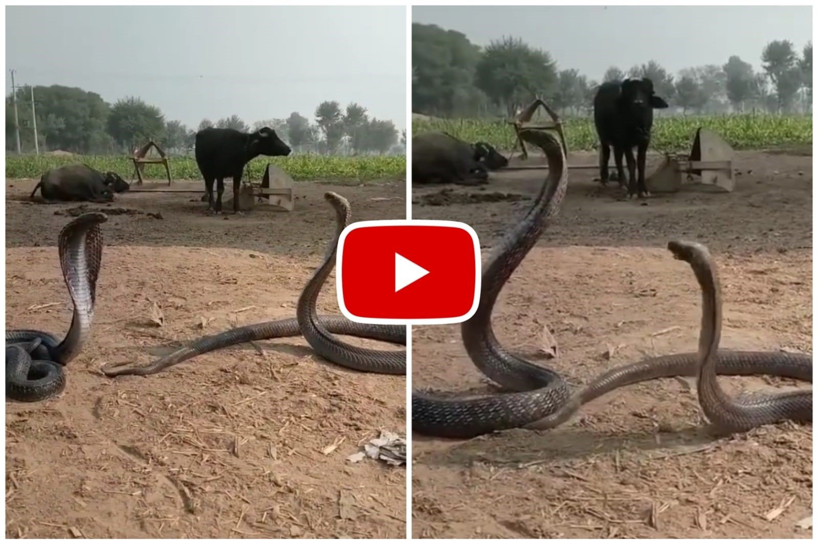 Naag Nagin Ka Video - The snake was seen convincing the angry serpent.