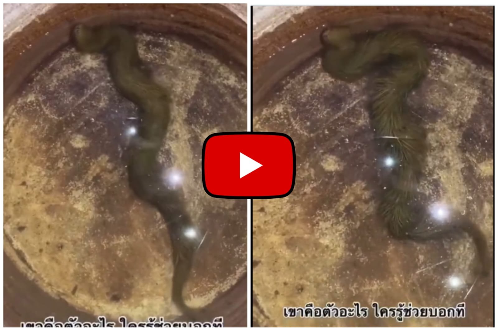 Saanp Ka Video - You will be surprised to see the snake that looks like grass.