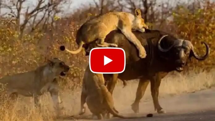 Sher Aur Bhains Ka Video - The lions had a tough time messing with the buffalo.