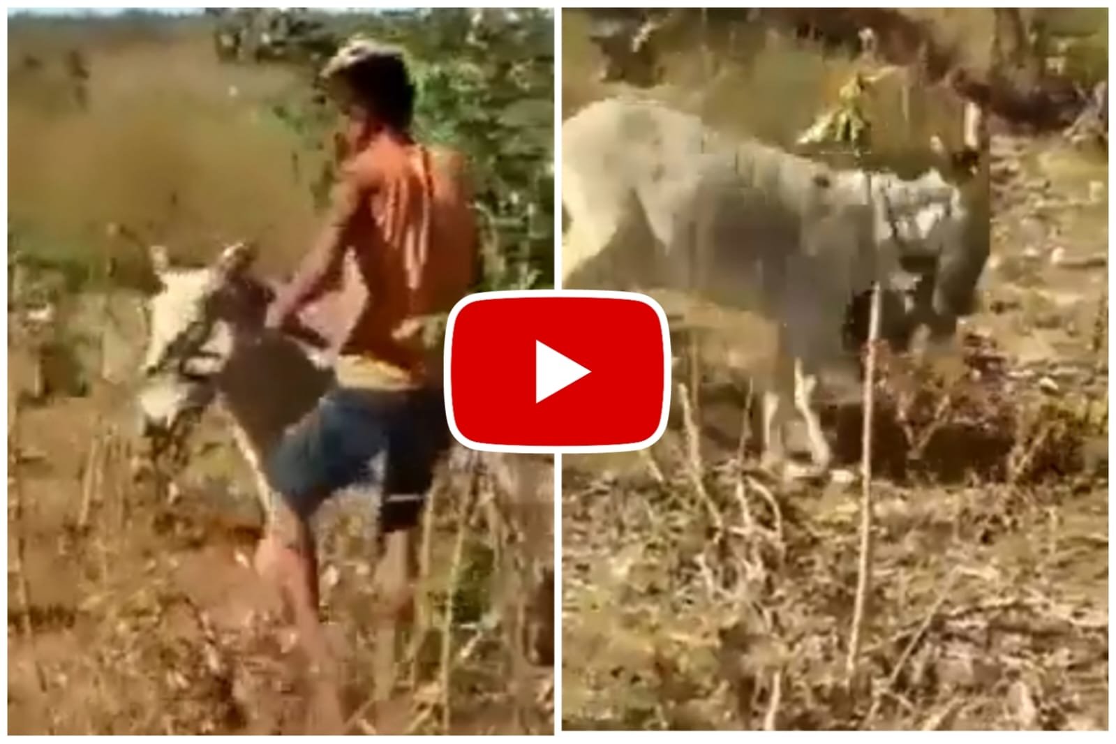 Viral Funny Video - The man's desire to sit on a donkey became too much for him