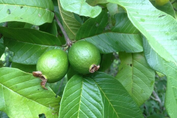 Benefits of Unripe Guava - जानिए कच्चे अमरूद खाने के फायदे,