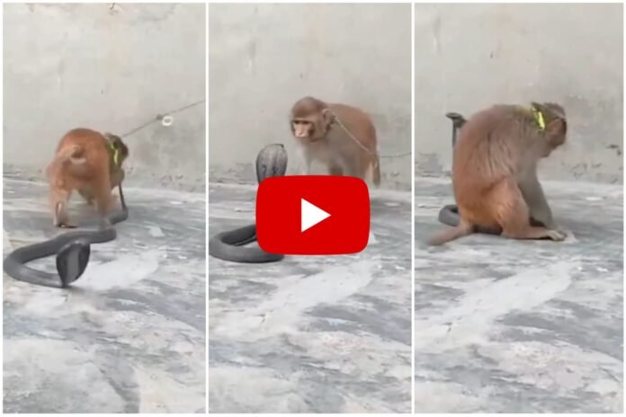 King Cobra Aur Bandar Ka Video - बंदर ने किंग कोबरा को किया परेशान, कर दिया बुरा हाल,