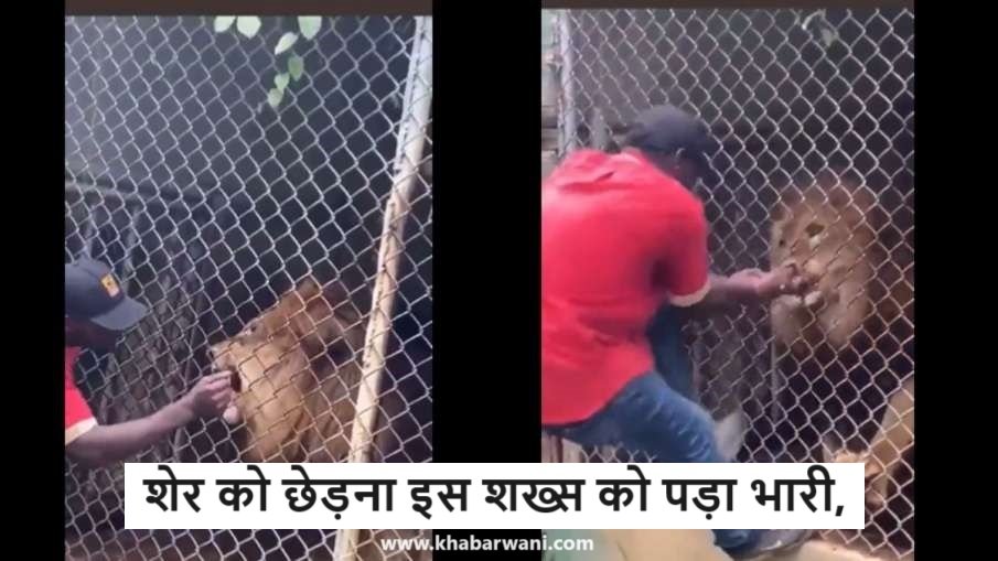 Sher ka Video - शेर को छेड़ना इस शख्स को पड़ा भारी, वायरल हुआ खौफनाक वीडियो,