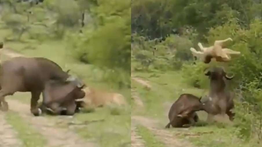 Sher or Buffalo ka Video - शेर पर भरी पड़ी तीन भैसे, भगा-भगाकर बजा दी बेंड | देखे वीडियो