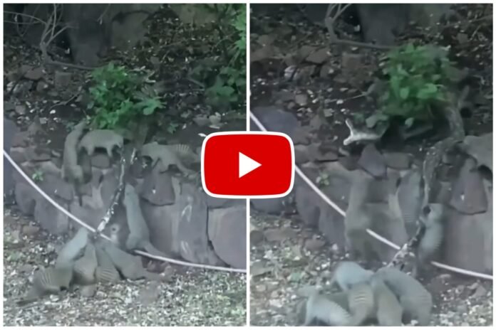 Azgar Ka Video - The mongoose's family did bad to the python snake alone.