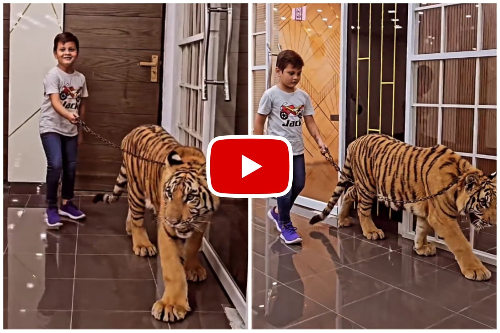 Video of Tiger and Child - A Child Was Seen Walking the Dreaded Tiger.