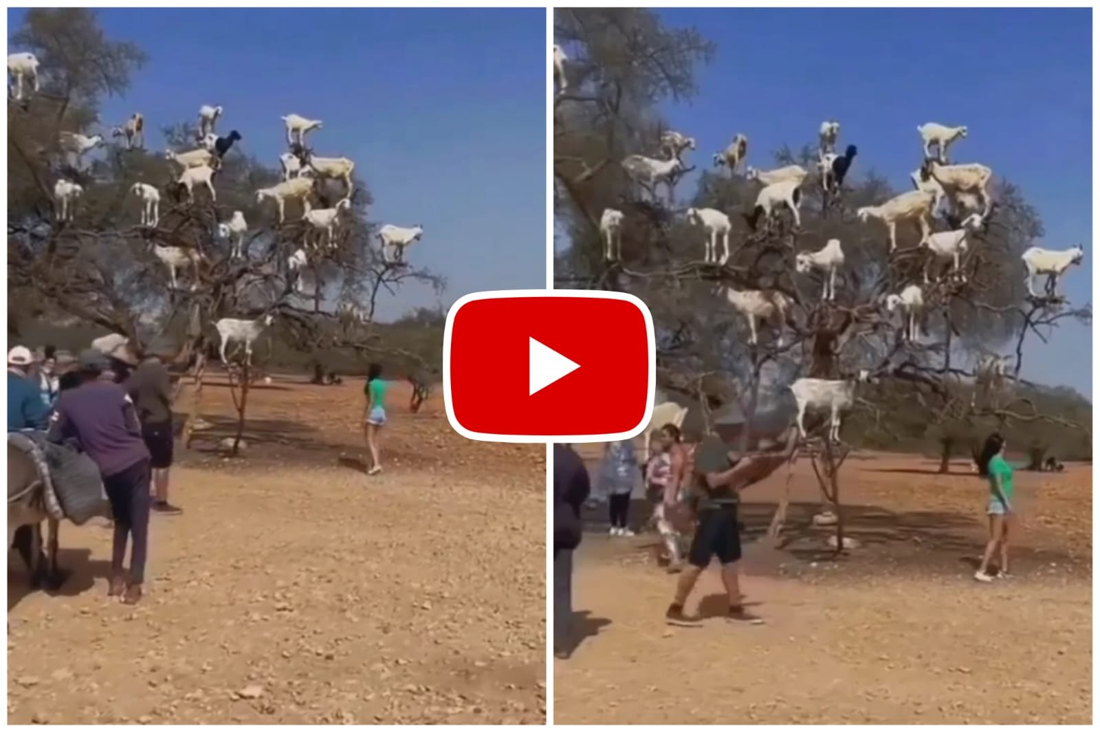 Bakri Ka Viral Video - Many goats suddenly climbed the tree