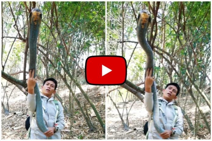Cobra Ka Video - The man holding a giant cobra in his hands surprised everyone