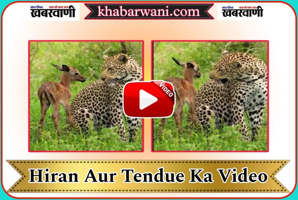 Hiran Aur Leopard Ka Video - The rhythm of leopard and deer will win hearts.