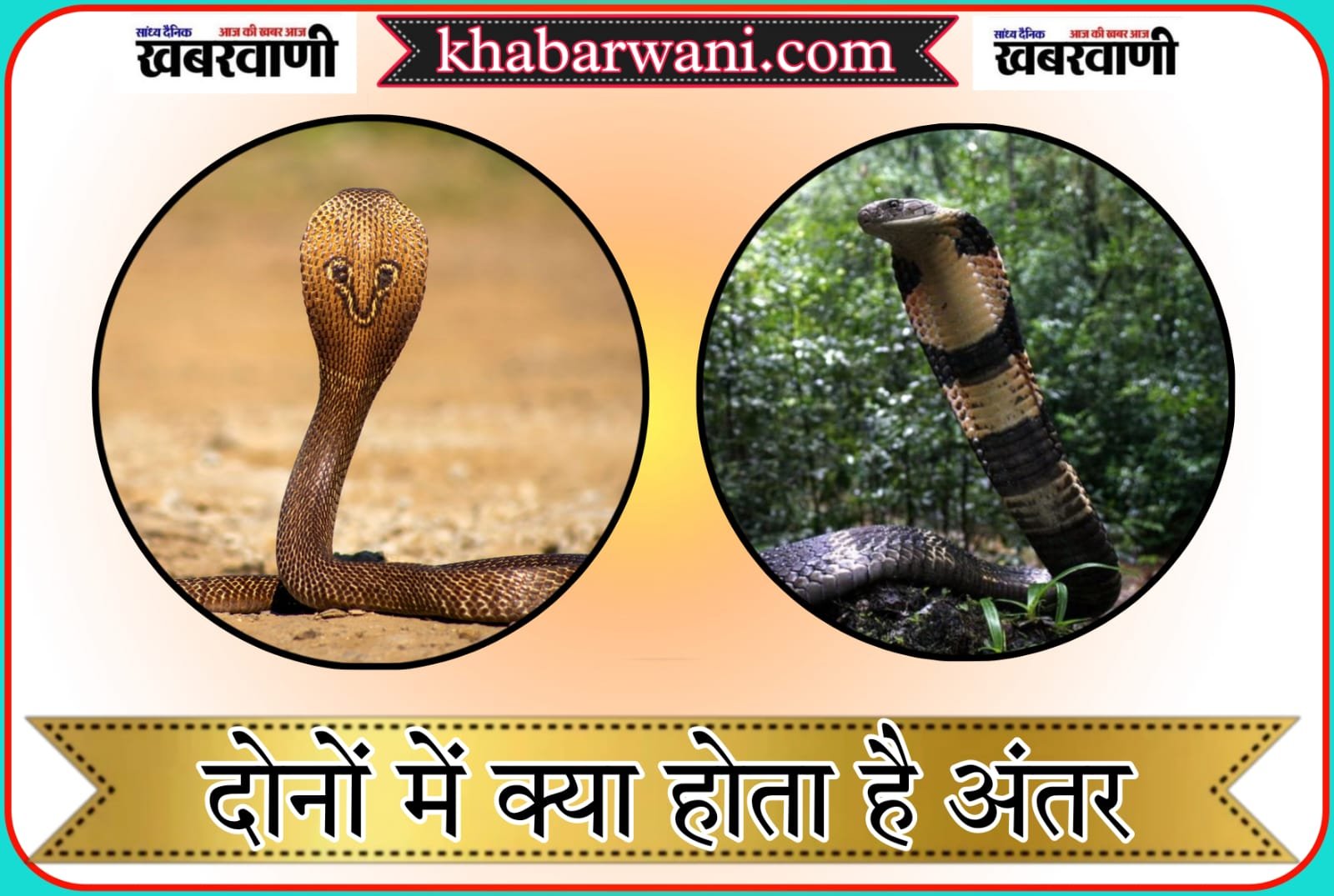 Know what is the difference between Indian Cobra and King Cobra