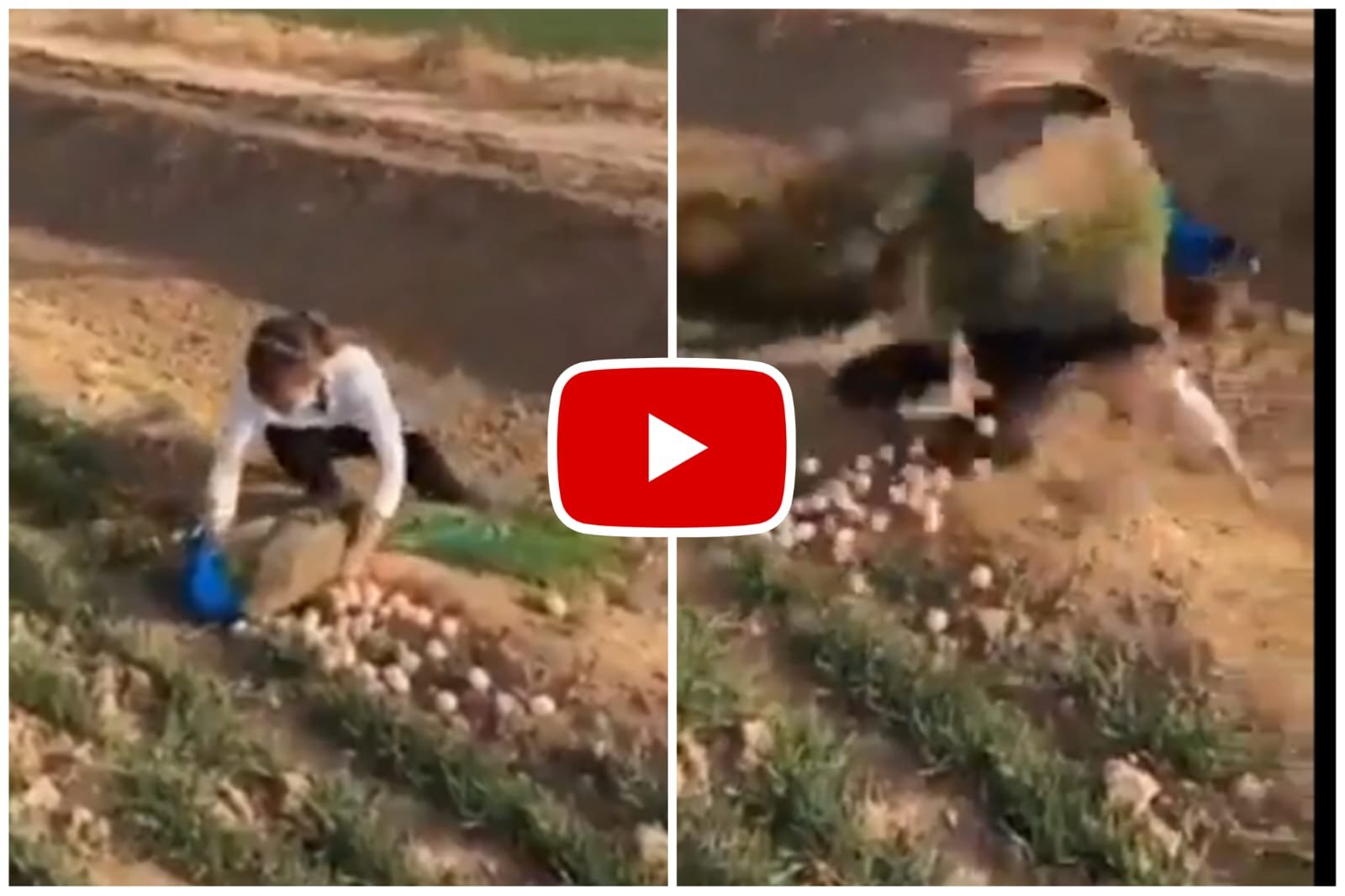 Mor Ka Video - Stealing peacock eggs cost the woman dearly
