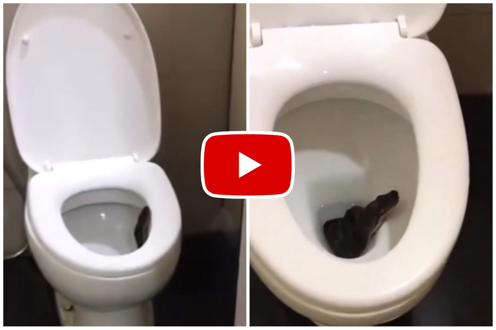 Saanp Ka Video - A dangerous snake was hidden in the bathroom and suddenly disappeared.