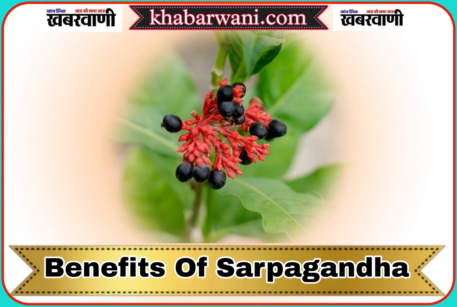 Benefits Of Sarpagandha - There are many benefits along with removing snake poison.