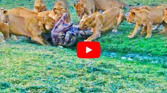 Sher Aur Magarmach Ka Video - A group of lions hunted the crocodile.