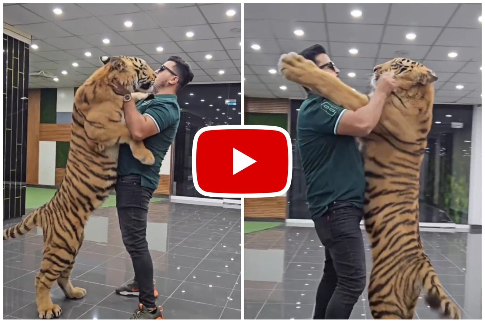 Bagh Ka Video - When a person hugged the dreaded tiger