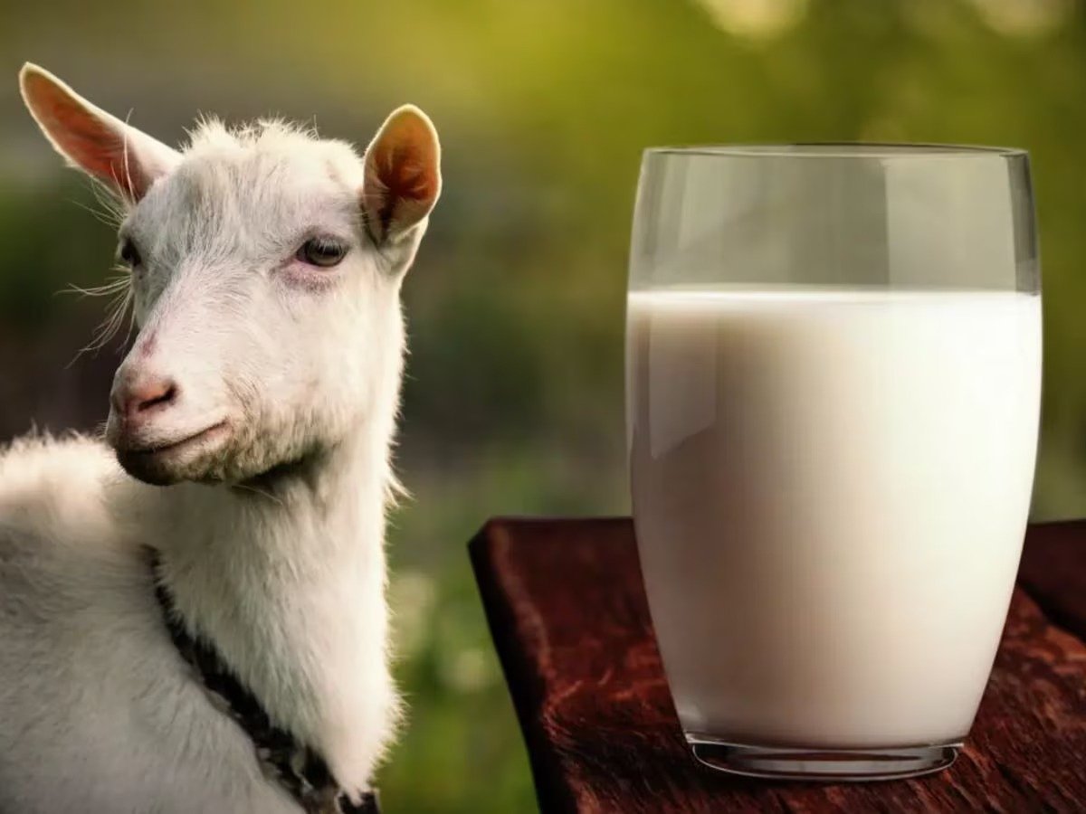 Bakri Ka Doodh - Goat milk is beneficial in many problems.