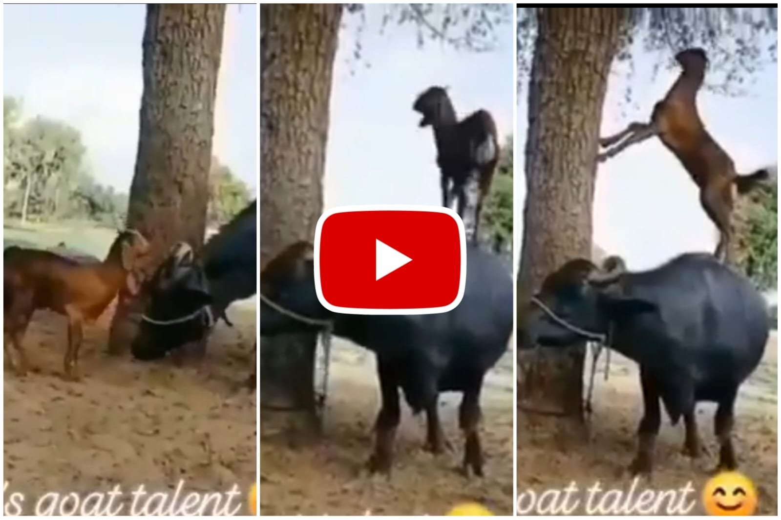 Bakri Ka Jugaad - Goat used amazing brain to eat leaves from tree