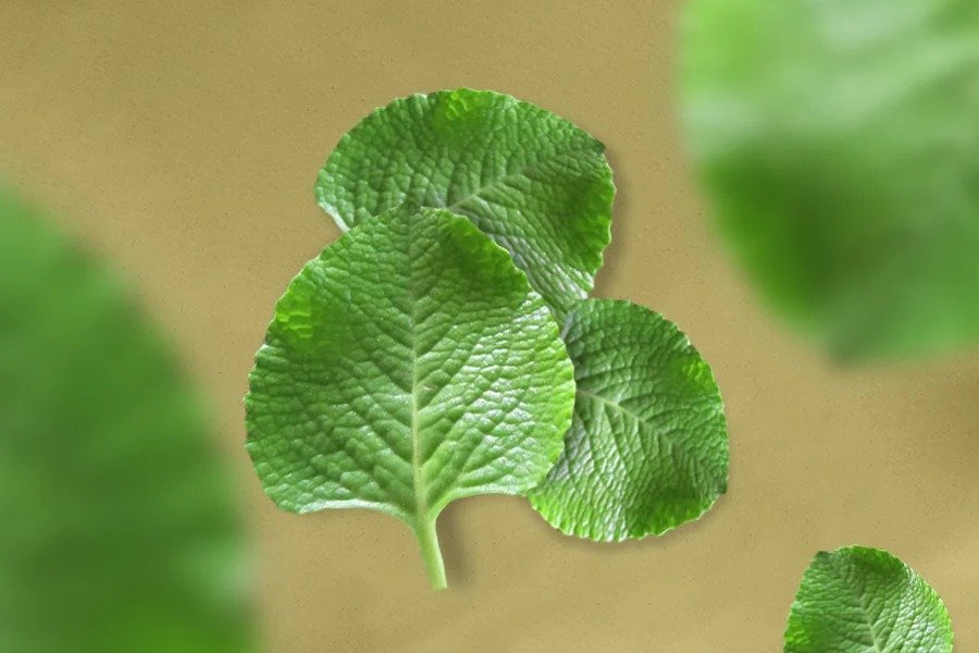 Benefits of Ajwain Leaves – This leaf increases blood in the body rapidly