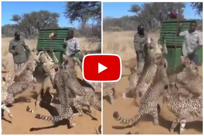 Cheetah Ka Video - A job in which you have to serve food to hungry cheetahs.