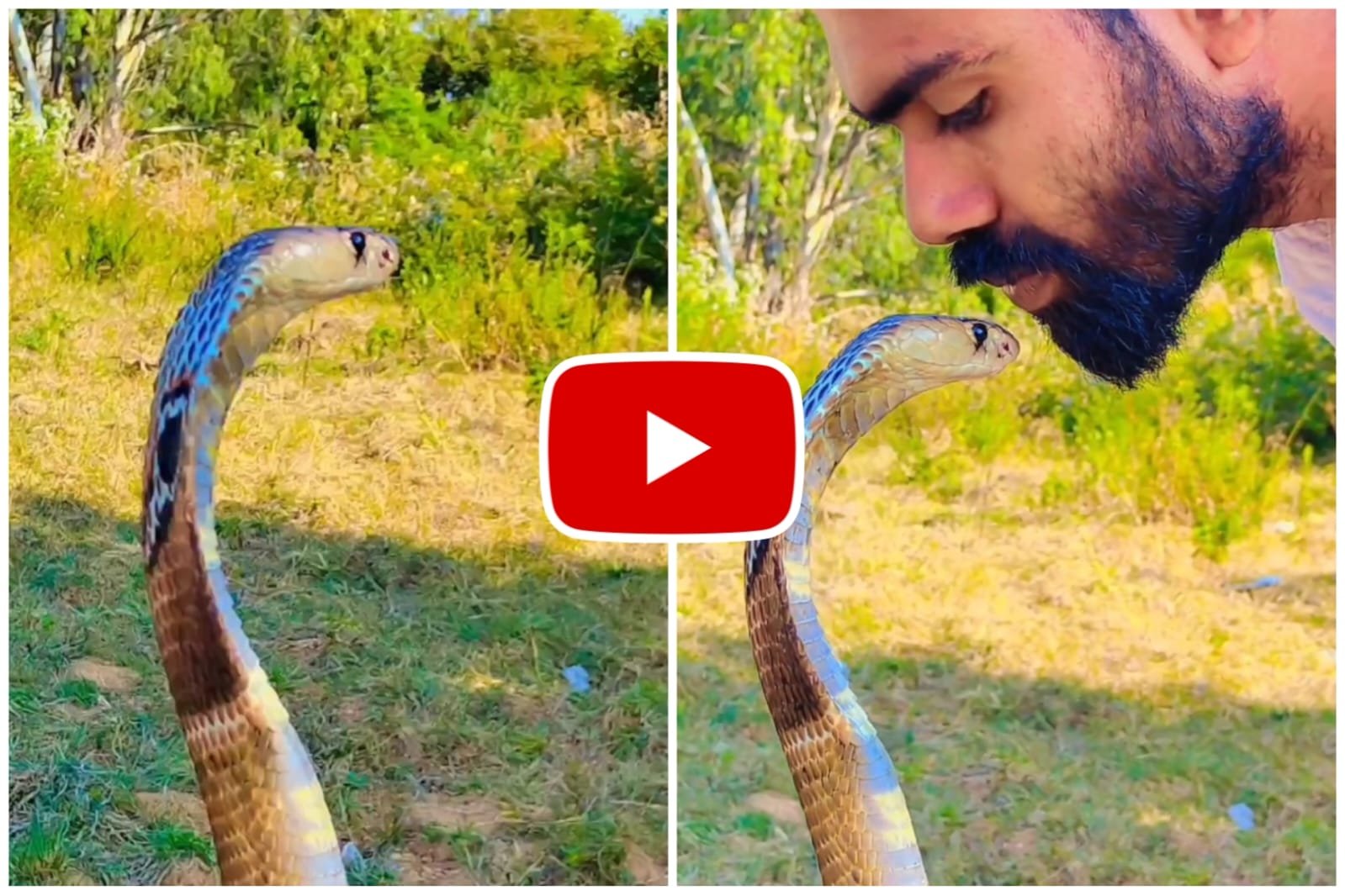 Cobra Ka Video - A person kissed a cobra snake sitting with its hood spread.