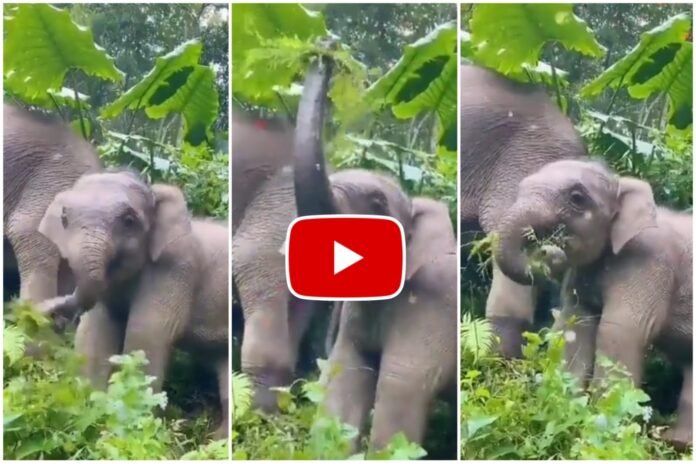 Hathi Ka Video - Baby elephant cleaning leaves before eating