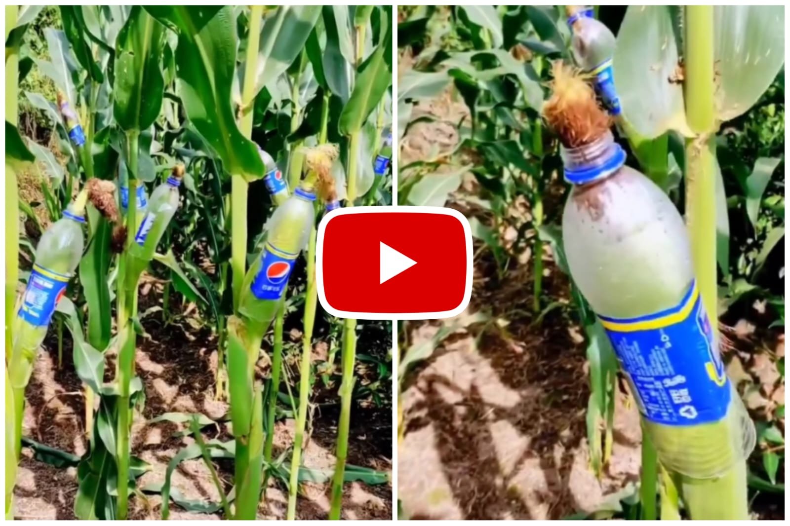 Kisan Ka Jugaad - Farmer started Jugaad to save his crop from birds.