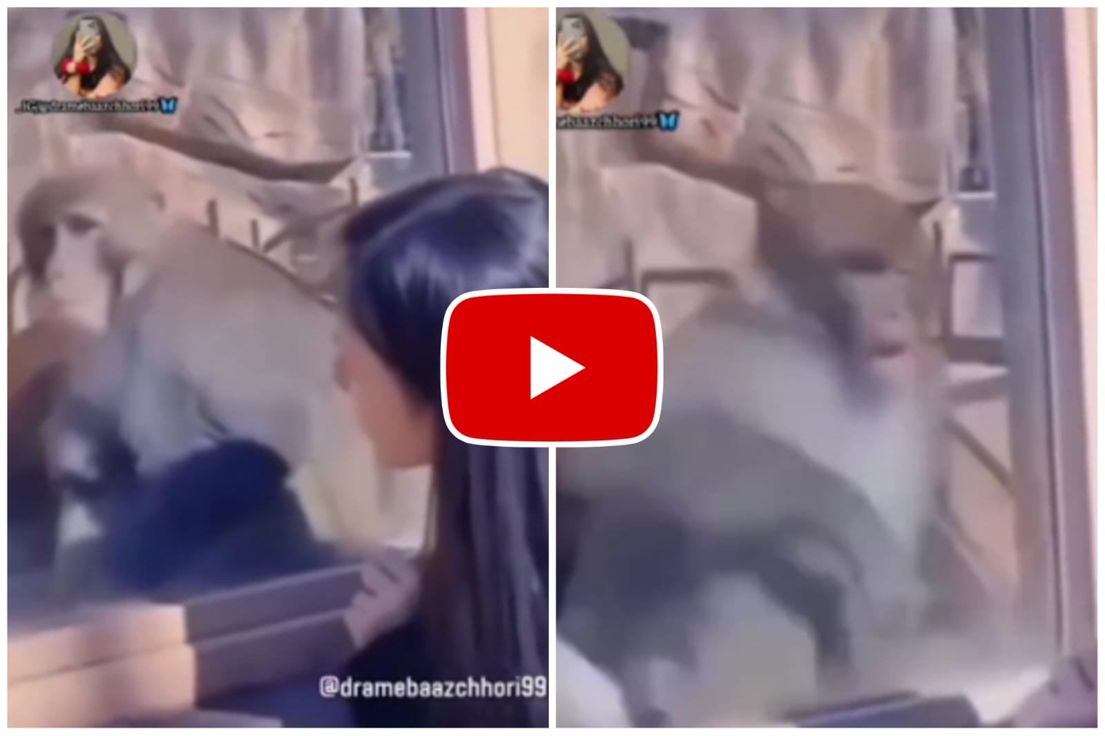 Bandar Aur Ladki Ka Video - The monkey got scared after seeing the girl.