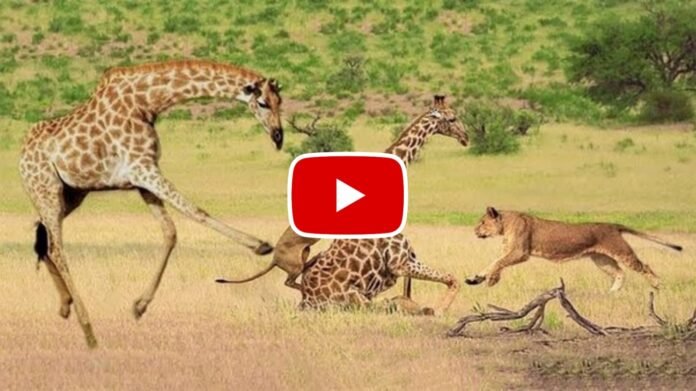 Sher Aur Giraffe Ka Video - Many lions pounce on the lone giraffe, watch the video.