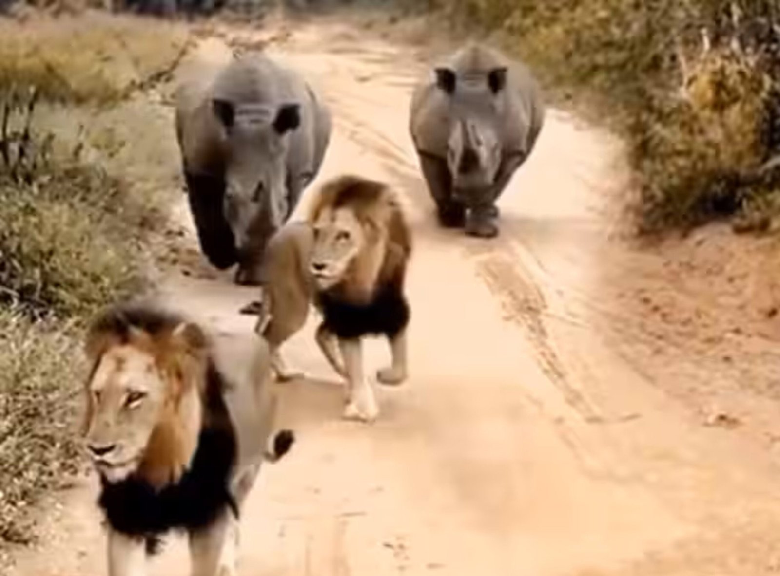 Sher or Shand ka Video - जंगल का राजा गैंडों को देख दुम दबाकर भागते आये नज़र | देखे वीडियो