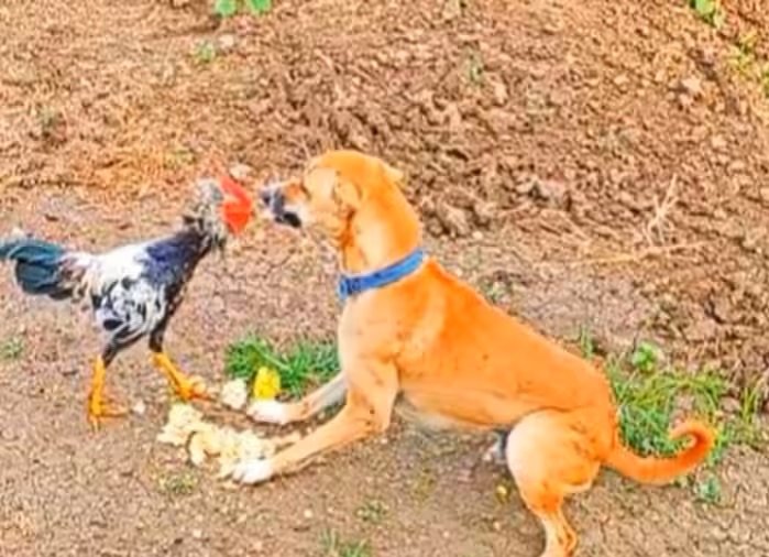 Cock Vs Dog Fight Video - मुर्गे से पंगा लेना कुत्ते को पड़ा भारी, दोनों के बीच छिड़ी भयंकर लड़ाई,