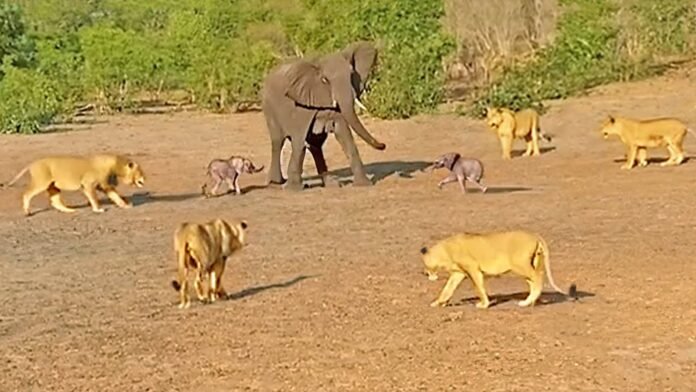 Hathi Aur Sher Ka Video - हाथी पर शिकार के लिए टूट पड़ा शेरो का गुट, नतीजा देखे उड़ जायगे होश,