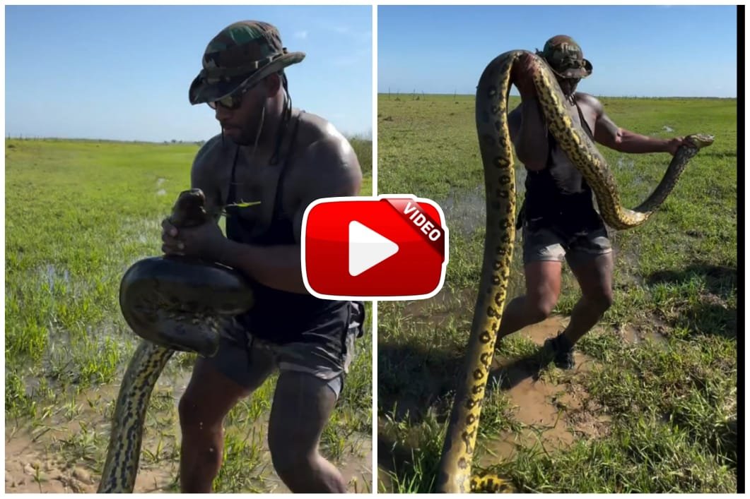 Anaconda Ka Video - Kissed the giant anaconda snake