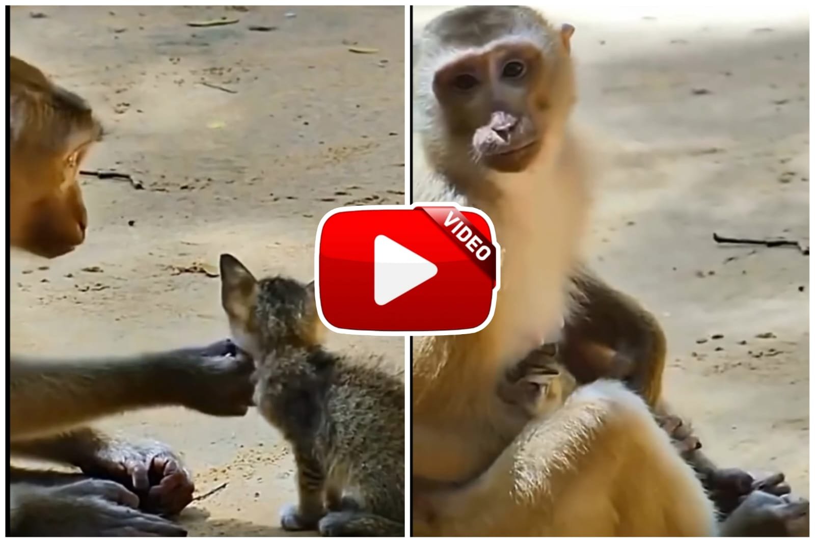 Bandar Aur Billi Ka Video - Monkey showered immense love on the kitten.