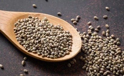 Benefit of Hemp Seed – The seeds of this plant have many beneficial benefits.