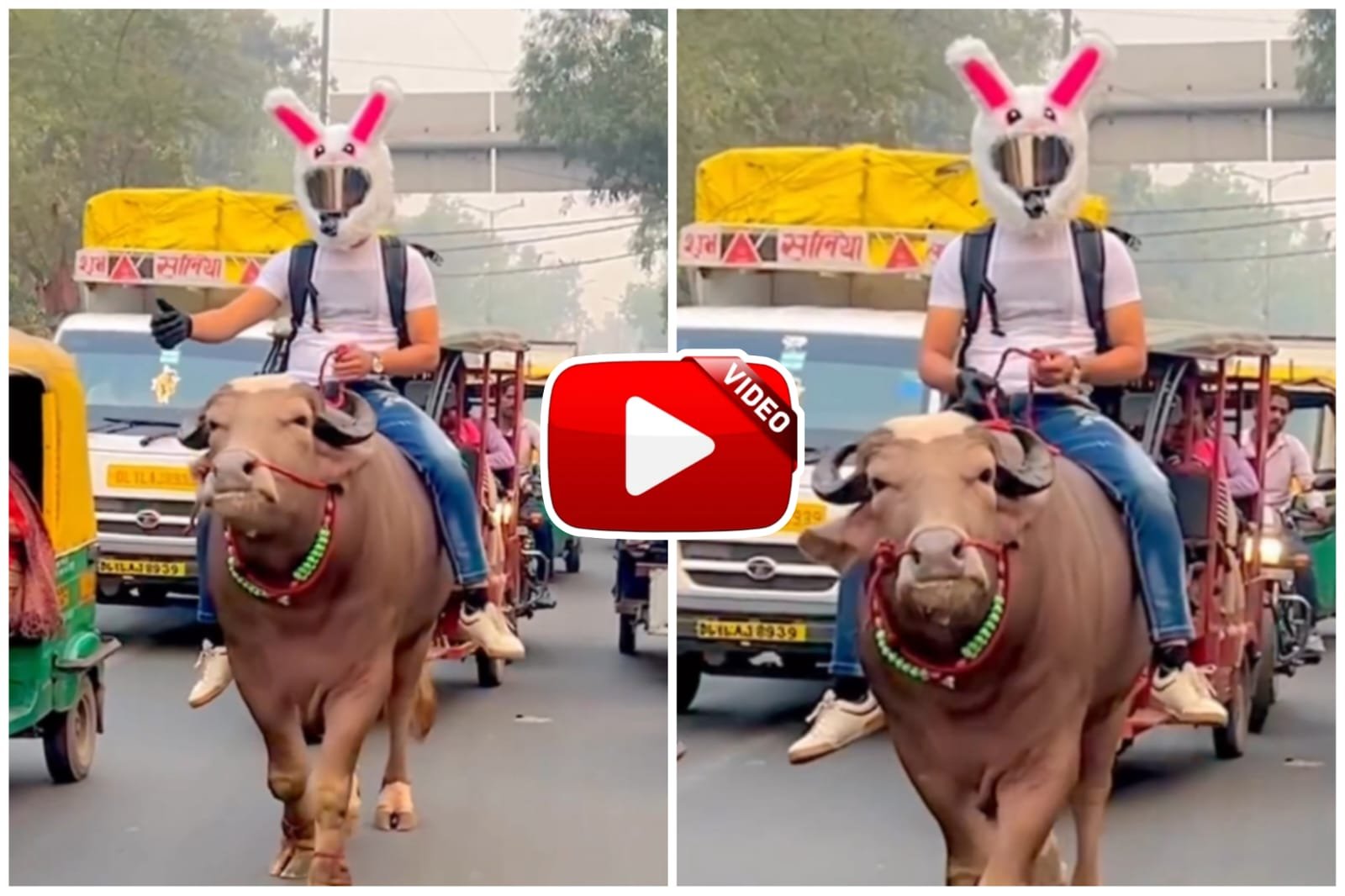 Bhains Ka Video - Man rides buffalo wearing strange helmet