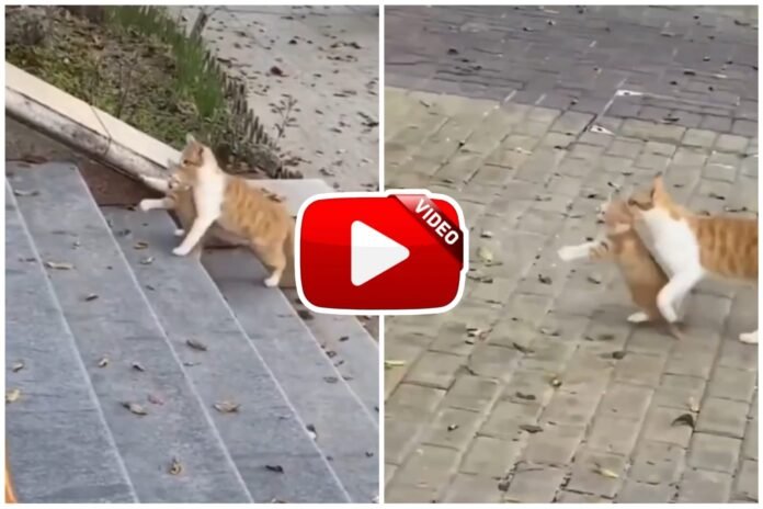 Billi Ka Video - The cat's affectionate style will win hearts.