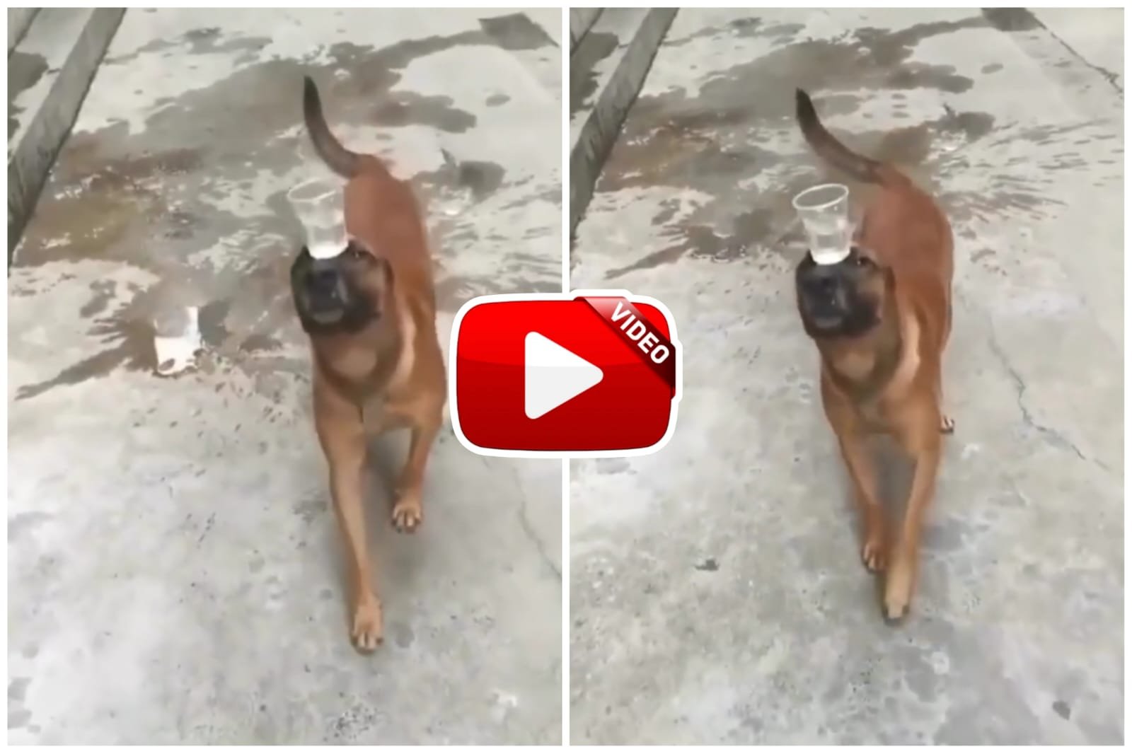 Doggy Ka Video - Dog seen balancing with a glass on his head