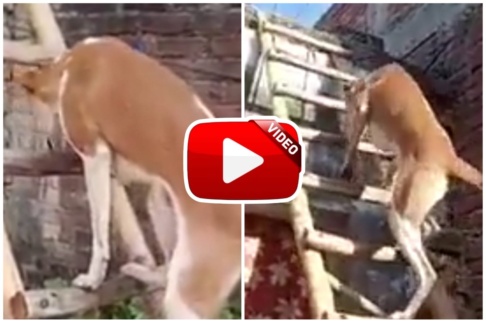 Doggy Ka Video - JAS officer shared video of dog climbing stairs