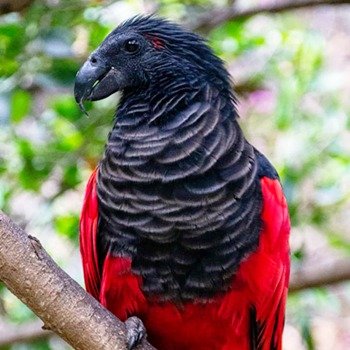 Dracula Parrots - Do these parrots really drink blood?