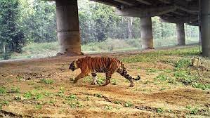 Delhi-Mumbai Expressway - A highway is being prepared where lions and leopards will pass over it.