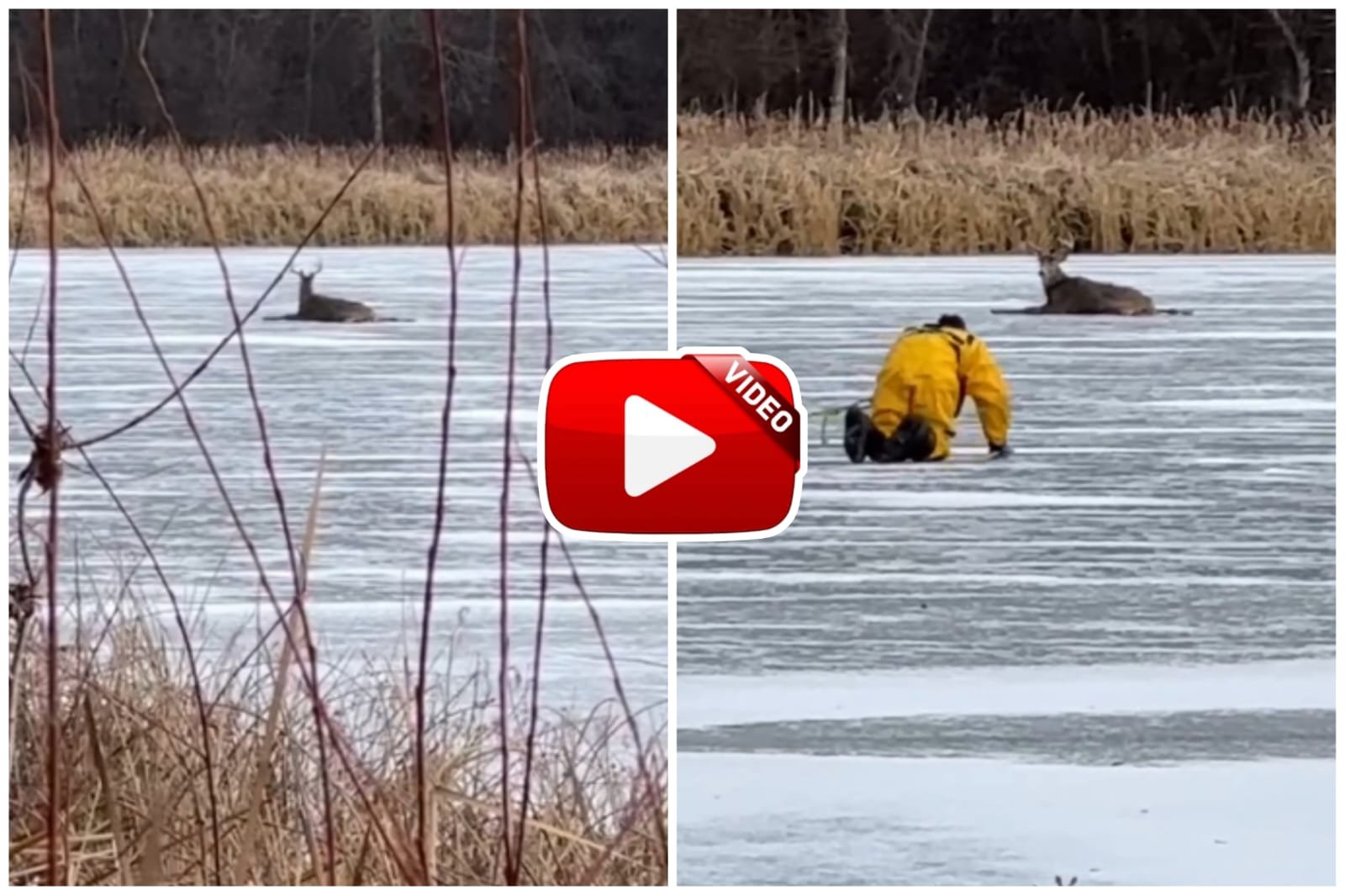 Hiran Ka Video - Rescue of a deer trapped in the snow