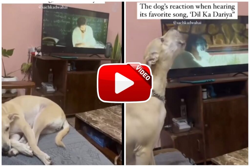 Kabir Singh Song - Dog started matching tune with the song Tujhe Kitna Chahne Lage