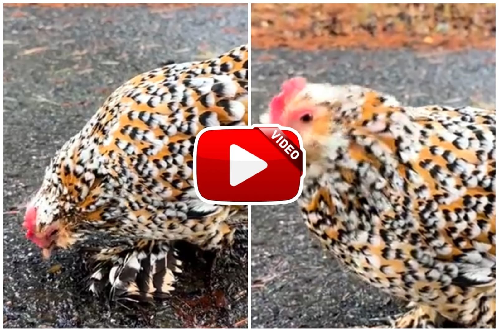 Murge Ka Video - This fashionable rooster beats everyone in beauty