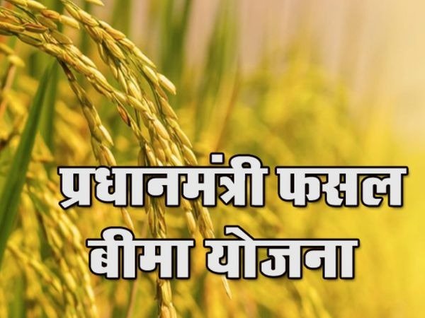 PM Fasal Bima Yojana - Useful news for the farmers of the state regarding crop insurance.