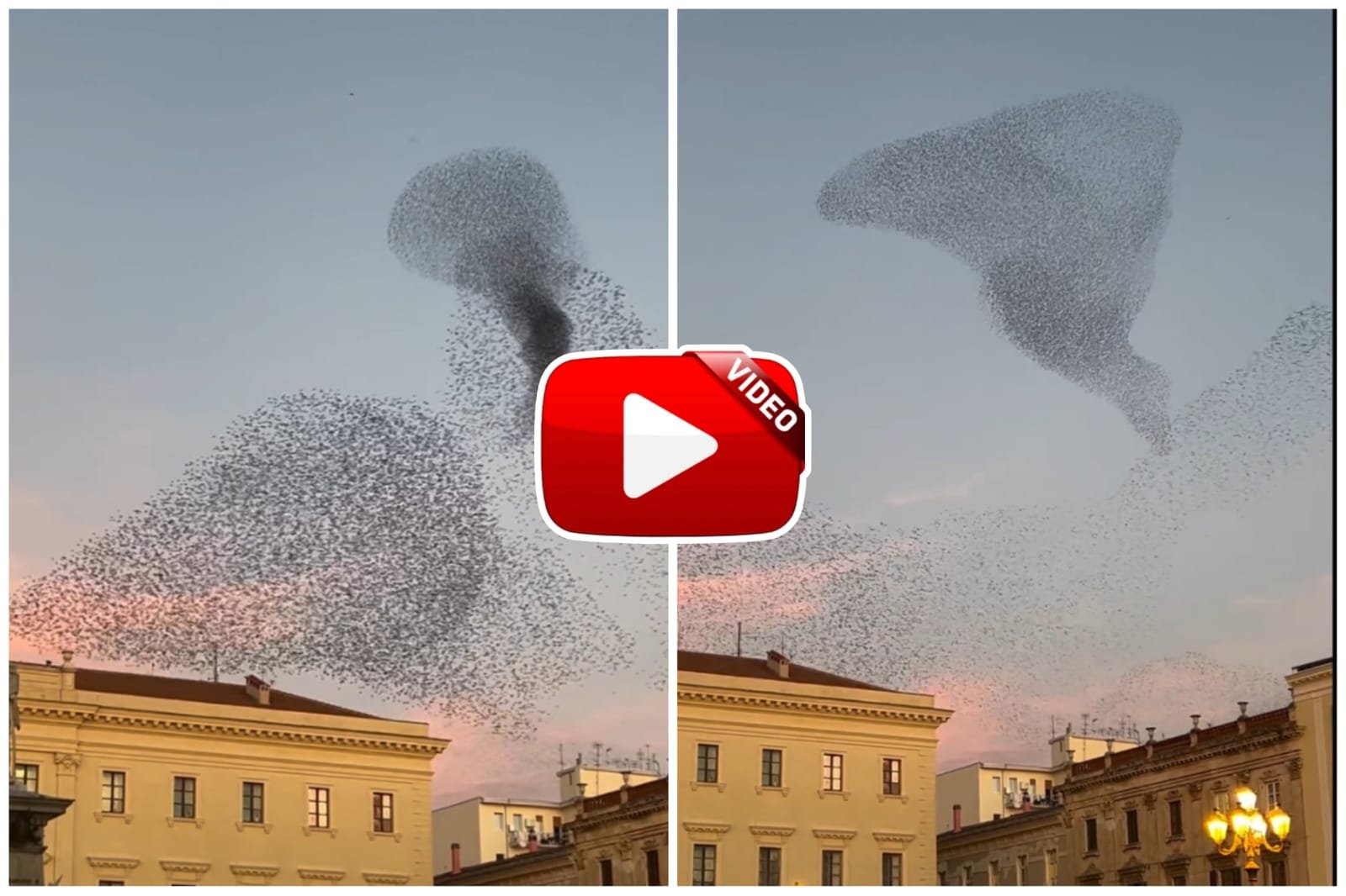 Pakshiyon Ka Video - A flock of birds created an artwork together