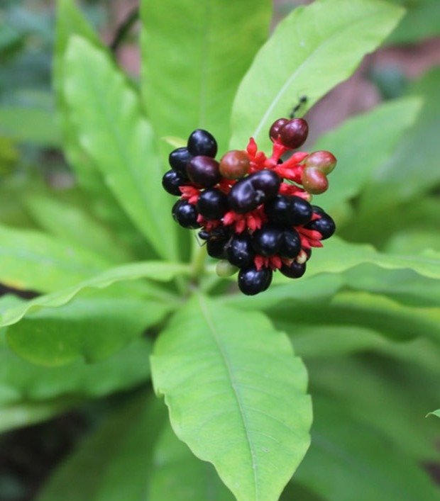 Benefits of Sarpagandha Plant - Poisonous snakes run away from this plant